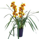 Cymbidium