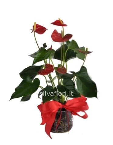 Pianta di anthurium Pianta di anthurium